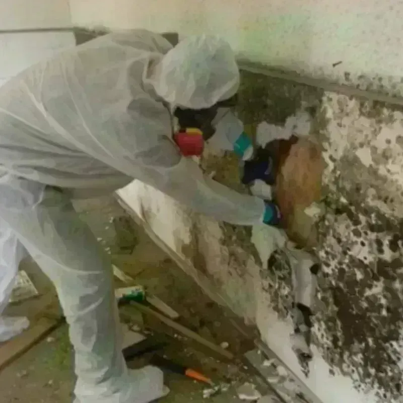 Mold Remediation and Removal in Pearland, TX